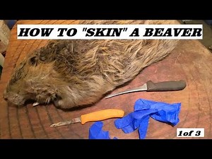 HOW TO SKIN A BEAVER -- with JINX | Part 1 of 3