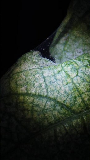 Detect and combat spider mites! | #greennode
