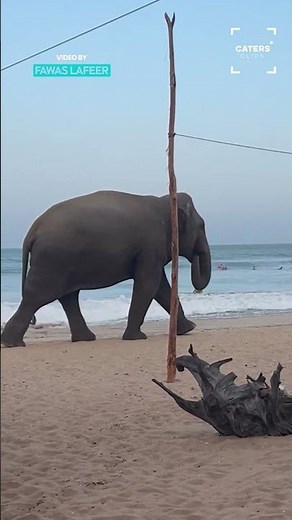 Elephant Turns Up To The Beach #elephants