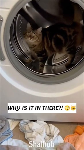 Found the Cat Playing Inside the Washing Machine 😳🐱 #animals #funnyanimals
