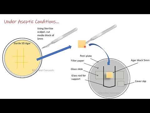 Slide culture technique for fungus/ fungi | Mycology | MSc Microbiology practical series