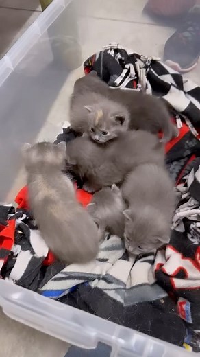 9.8K views · 2K reactions | Feral Mama and babies have been reunited! All is well. Thank goodness.  Please spay/neuter all cats!  #spayandneuter #endthecycle #followus #furballfarmcatsanctuary #cats #kittens #catsofinstagram #kittensofinstagram #lovekittens #catscatscats www.furballfarmpetsanctuary.com  | Furball Farm Cat Sanctuary | Facebook