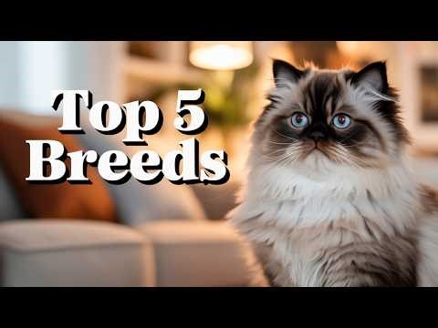 5 Cat Breeds That Make The BEST Pets 2026