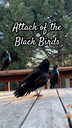 Extreme Grackle Display Song🐦‍⬛ #shorts #viral #birds #birdsounds #squirrel #volumeup #grackles