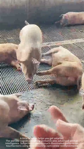 Intelligent pig interactive training process