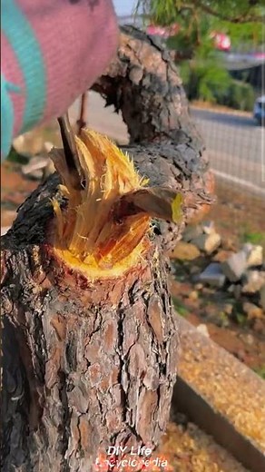 Schnitt- und Gestaltungstechnik für Kiefern-Bonsai