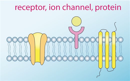 Adobe Illustrator---receptor, ion channel and protein 细胞膜受体，离子通道，蛋白