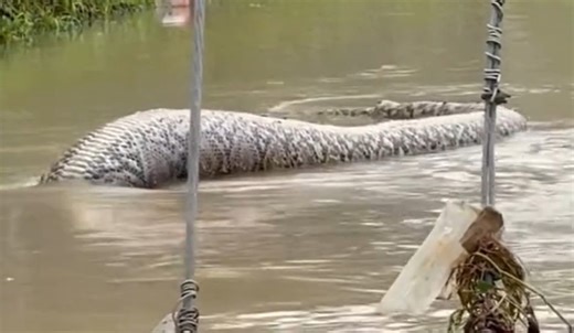 Video Of Massive Reticulated Python Floating In Flood Water Goes Viral