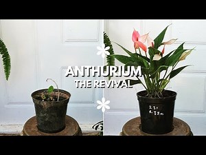 How to Save a Dying Anthurium