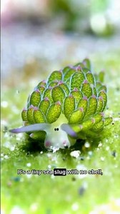 This Animal Can Photosynthesize Like a Plant #animal