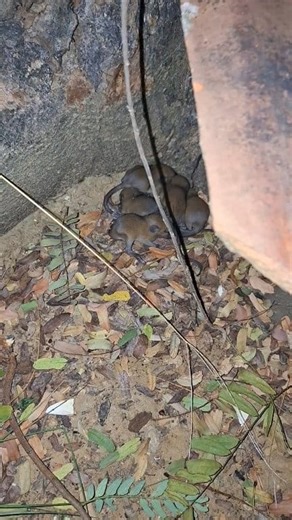 a type of wild rat🐀 #viral #fyp #animals #mouse | Ali Joss