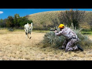 COYOTE ATTACK CAUGHT ON VIDEO | EXTREME CLOSE-UP HUNTING IN 4k | EPIC PISTOL, SHOTGUN & RIFLE HUNTS