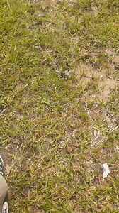 Bongo Riot De Rebirth on Reels