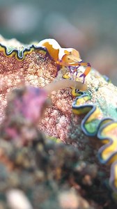 1.3K views · 44 reactions | This may be the cutest symbiotic relationship under the sea 視 Defined as any type of a close and long-term biological interaction between two different organisms, symbiosis can be found everywhere in nature. This tiny emperor shrimp is hitching a ride on this colourful sea slug, in exchange for the ride, the shrimp will snack on parasites that could be harmful to the invertebrate.  by IG: jacobguy.media | Euronews Green | Facebook