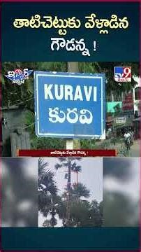 iSmart News: Gowdanna clings to a palm tree! | Thati Chettu - TV9