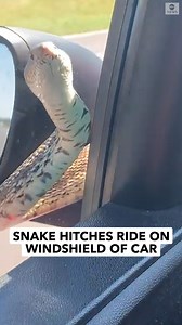 REPTILE RIDER: A woman had an unwelcome hitchhiker on her windshield as a snake slithered on her car while she drove down a Kansas highway. https://abcn.ws/3IrVhBV | ABC News