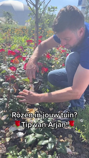 Tips voor het Verzorgen van Rozen in Jouw Tuin
