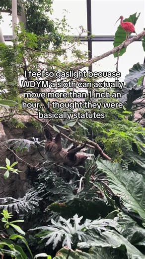 I thought a sloth moved maybe one inch a day | sloths moving fast