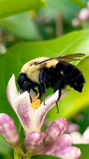 Bumble Bee 🐝 pollinating Myers Lemon Tree blossoms #bees #bumblebee