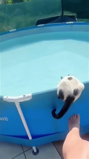 Cats Getting Scared 😹 | Funniest Cat Reaction