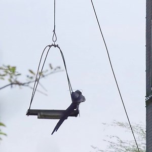 ❗Extinct in the wild! The Return - Updates 🌎 The time has come! The second soft release started this morning. This time twelve Spix's macaws and nine Illigers macaws are involved. The ACTP team in Brazil, the ICMBio team, and Wildlife Biologist Tom White have been preparing for this event for weeks. In the morning, a group of interested people gathered in anticipation of Dr. Cromwell Purchase, ACTP Director Brazil, and Manager of Spix's Macaw Release Center, feeding the parrots in the release a