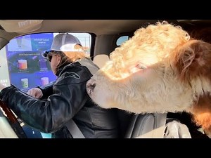 I Took my Hereford Bull to Starbucks for a pup cup