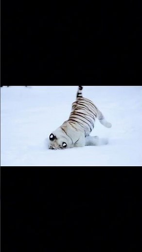 Baby white tiger runs to family in Snow ❄️ Cutest Moment Ever!