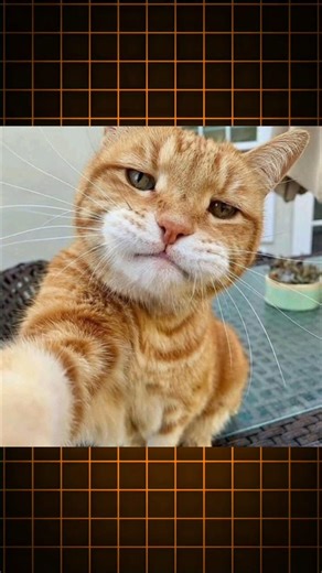 Linux Cat command🔥#linux #viral #trend #trending #cat #commands #like #devops #os #meow #comment #it