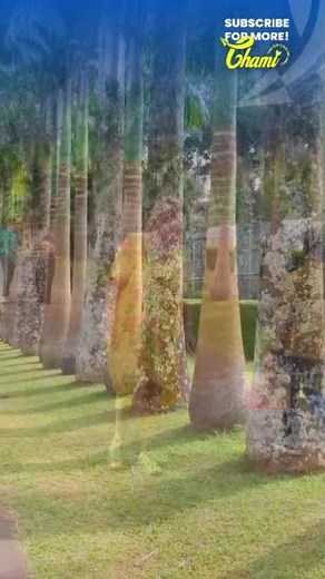 Royal Botanical Gardens Peradeniya | Sri Lanka’s Garden Paradise 🌸✨