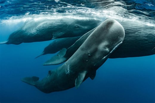 ‘The Americas’ Creative Team Didn’t Just Capture Some of the Best Sperm Whale Footage Ever, They Made a Landmark Discovery