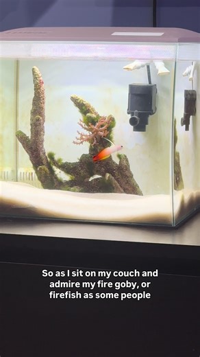 Fire Gobies: Stunning Reef Fish for Your Aquarium