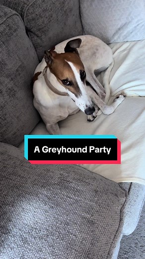 Experience the Fun of a Greyhound Party