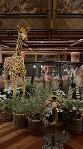 A stunning 7-foot tall “Gingeraffe” is back again this year at Disney’s Animal Kingdom Lodge (Jambo House), as is the gingerbread Debra the Zebra! New this year is Francisco the Flamingo! There are two gingerbread Mickeys and you can buy gingerbread and more in the lobby. The display features 34 pounds of honey, 27 pounds of flour, one dozen eggs and more. #animalkingdomlodge #disneysanimalkingdomlodge #disneyresort #disneygingerbread #disneyholidays #wdwholidays #disneychristmas #giraffe #wdw #