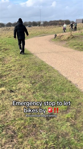 #staffy #heel #recall | Staffy Dog