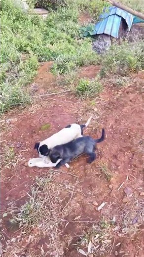 Rabbit Running, Dogs Chasing 🐇💨🐶 | Adorable Play Time