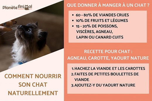 COMMENT NOURRIR son CHAT NATURELLEMENT - TOUT SAVOIR