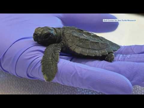 Sea turtle hatchlings are starting to emerge, but some are not going to sea