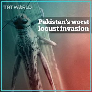 28K views · 1.3K reactions | Pakistan suffers worst infestation in 20 years as a swarm of desert locusts invades about 300,000 sq km of farmland across the country. | TRT World | Facebook
