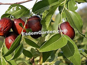 Jujubier Lang, Chinese Date Tree, Red Date: Planting, Cultivating 🌿 Alles Over Tuinieren En Tuinontwerp - 2025