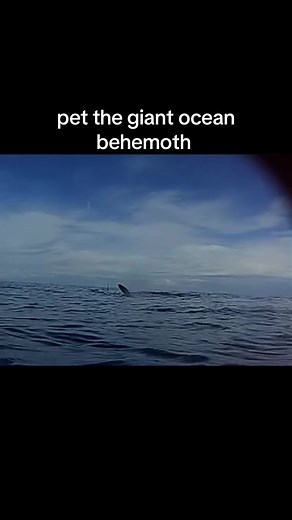 Explore the Fascinating Basking Shark Up Close