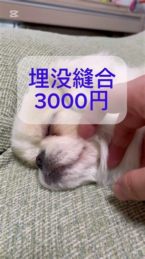 #避妊手術#小型犬