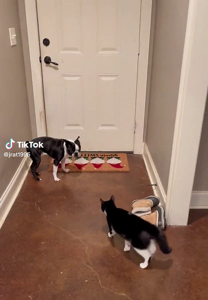 Cat and Dog TikTok Compilation