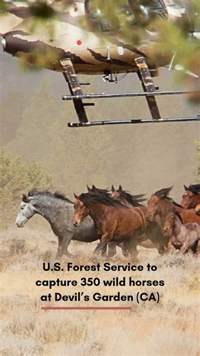 Devil's Garden update #wildhorses #savewild #wildontherange #animalwelfare #animalshorts #animals