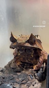 73K views · 1K reactions | The Malayan Leaf Frog  | AKVARYUM Bilgi Paylasim | Facebook