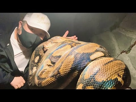 ど迫力‼︎これぞ大蛇LOUNGEの餌やりだ‼︎