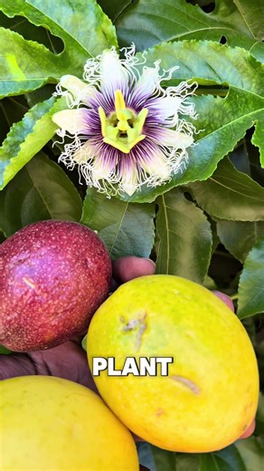 This vine is basically a food forest cheat code. Beautiful flowers. Pollinator magnet. Sweet tropical fruit. All from one plant. Passion fruit doesn’t miss. Keep Growing 🌱