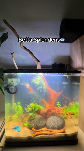 Guides to Caring for Betta Splendens Fish