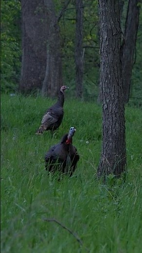 INSANE Turkey Hunt, 2 Gobblers at 4 Steps!