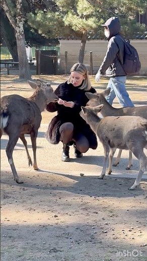 女の子が鹿と自❤️撮りしてたら、鹿がカメラの前を見つめ始めた奈良公🦌#naradeerpark #shorts