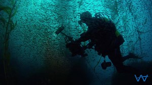 We sat down with our friend, National Geographic Photographer Brian Skerry, who has traveled and worked around the world in some of the most remote and pristine oceans. He has witnessed firsthand the declining fish stocks and deteriorating health of the oceans and he has dedicated his life to finding solutions to protect them. Let’s all work together to protect 30% of our oceans. #30by2030 | Waitt Foundation